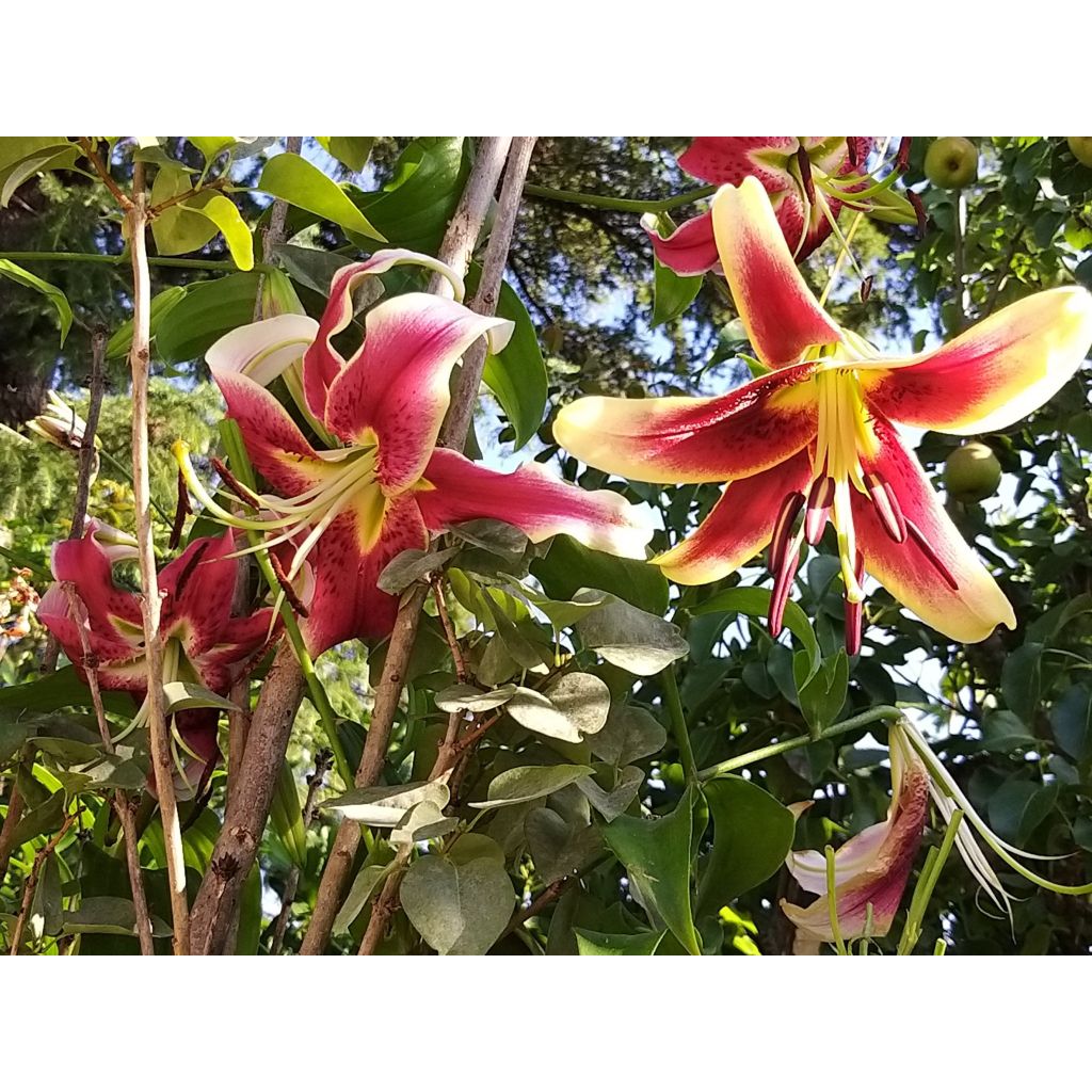 Orientalische Lilie Scheherazade - Lilium