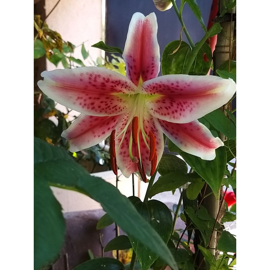 Orientalische Lilie Stargazer - Lilium