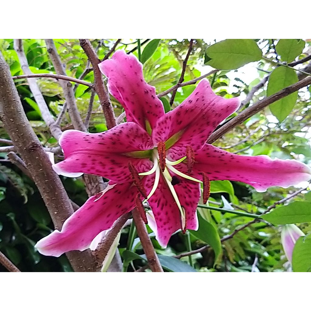 Orientalische Lilie Stargazer - Lilium