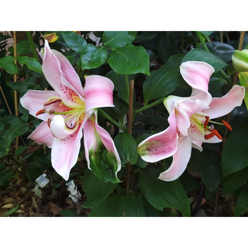 Orientalische Lilie Mona Lisa - Lilium