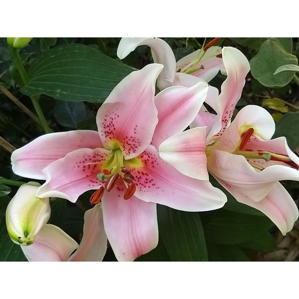 Orientalische Lilie Mona Lisa - Lilium