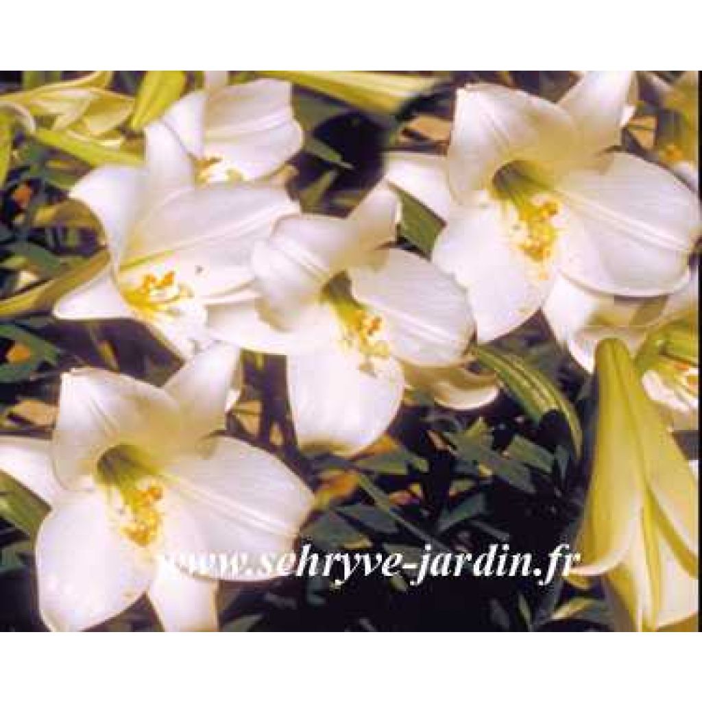 Oster-Lilie White America - Lilium longiflorum