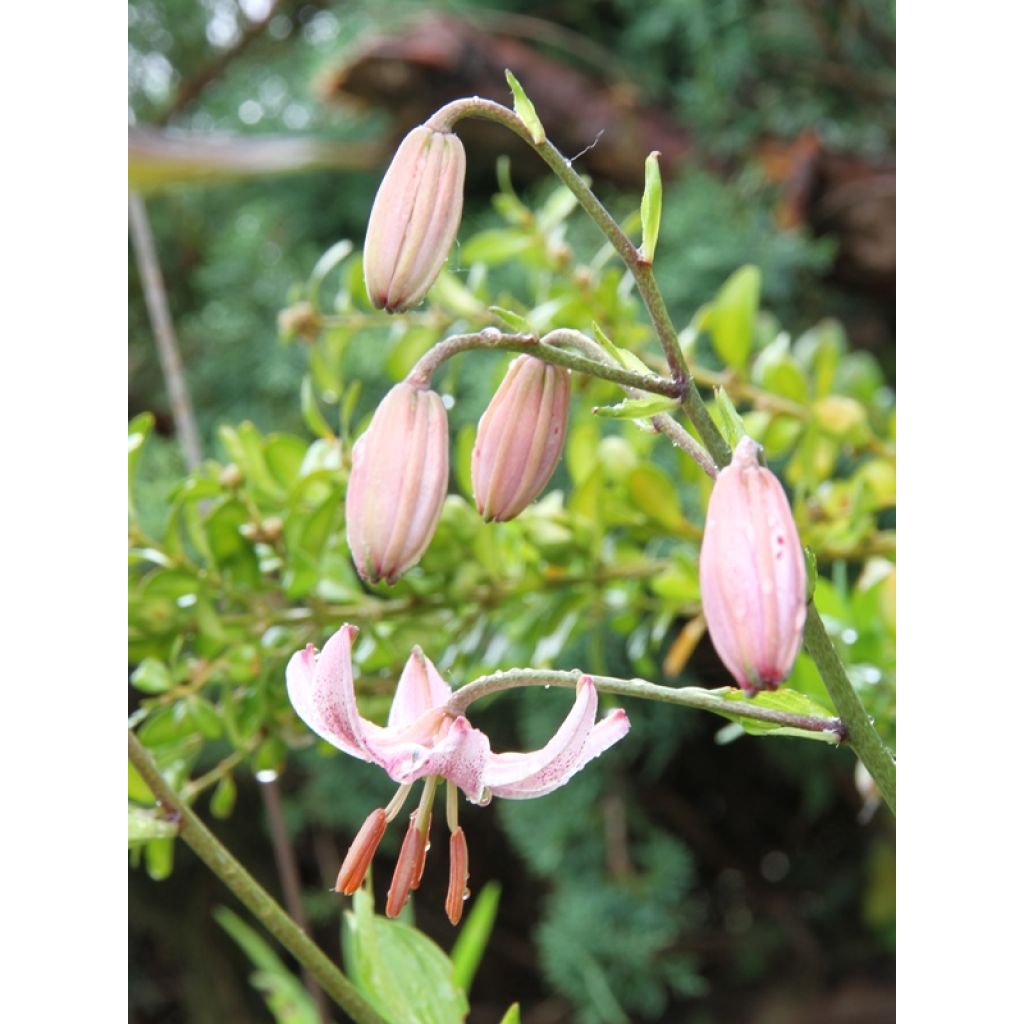 Türkenbund-Lilie Pink Morning - Lilium martagon