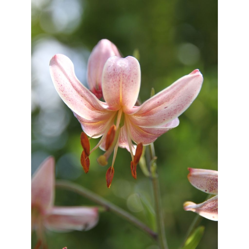 Türkenbund-Lilie Pink Morning - Lilium martagon