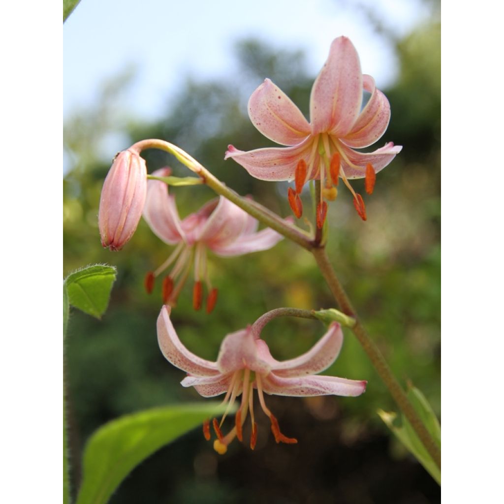 Türkenbund-Lilie Pink Morning - Lilium martagon