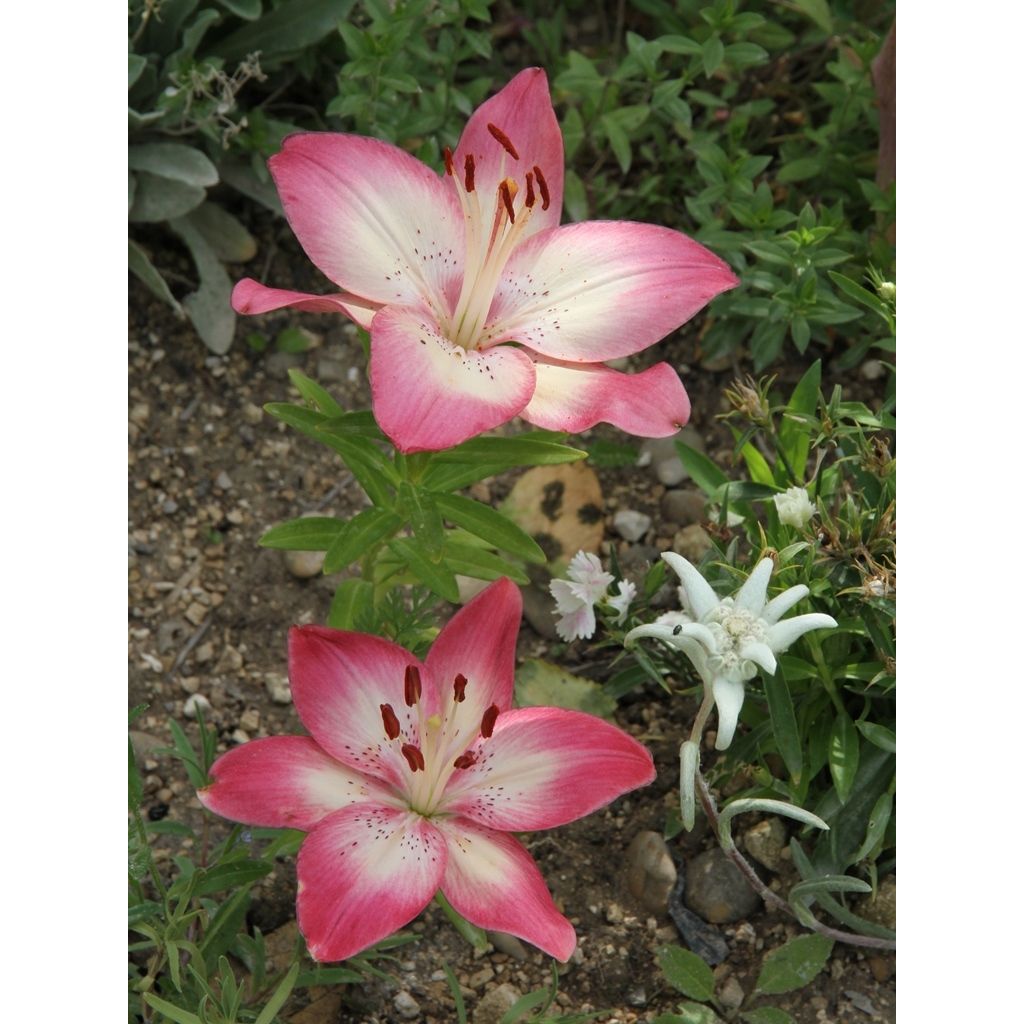 Orientalische Lilie Pink Pixie - Lilium