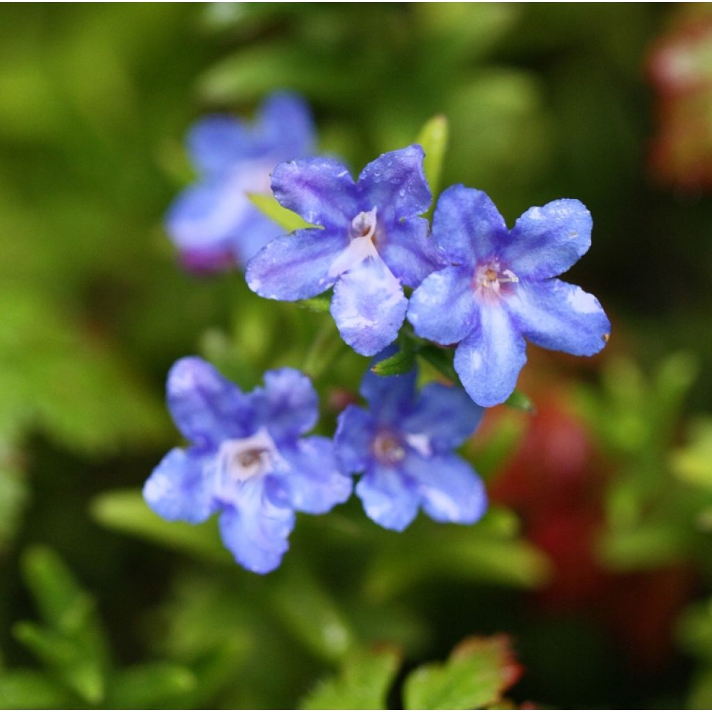 Lithodora diffusa Heavenly Blue - Grémil diffus