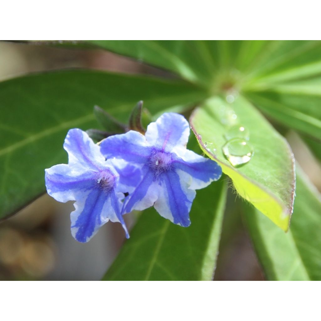 Steinsame Star - Lithodora diffusa