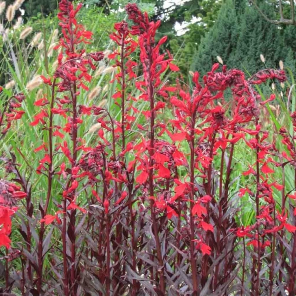 Stauden-Lobelie Queen Victoria - Lobelia fulgens