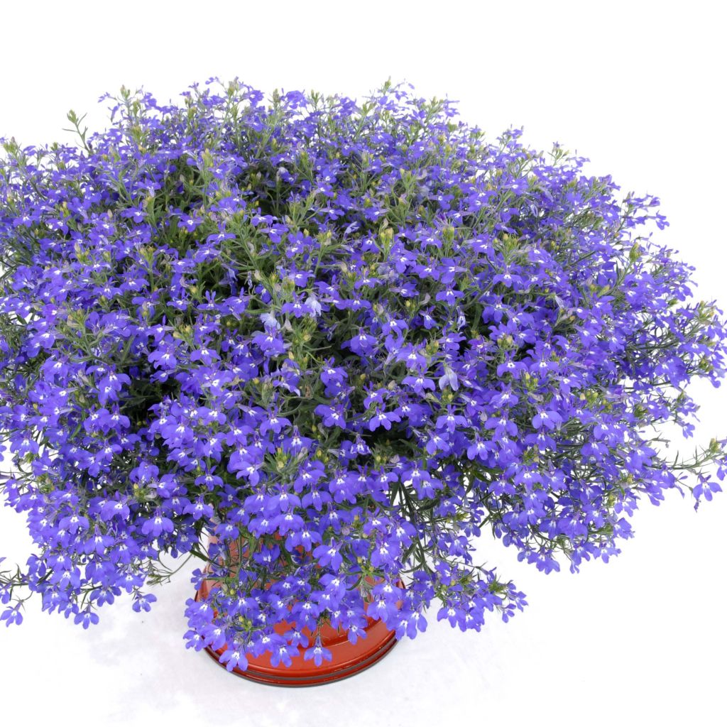 Lobelia erinus Anabel Blue - Lobelie