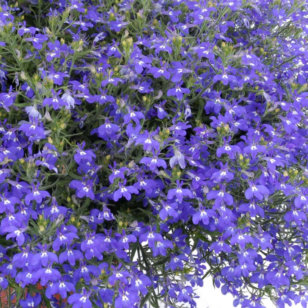 Lobelia erinus Anabel Blue - Lobelie