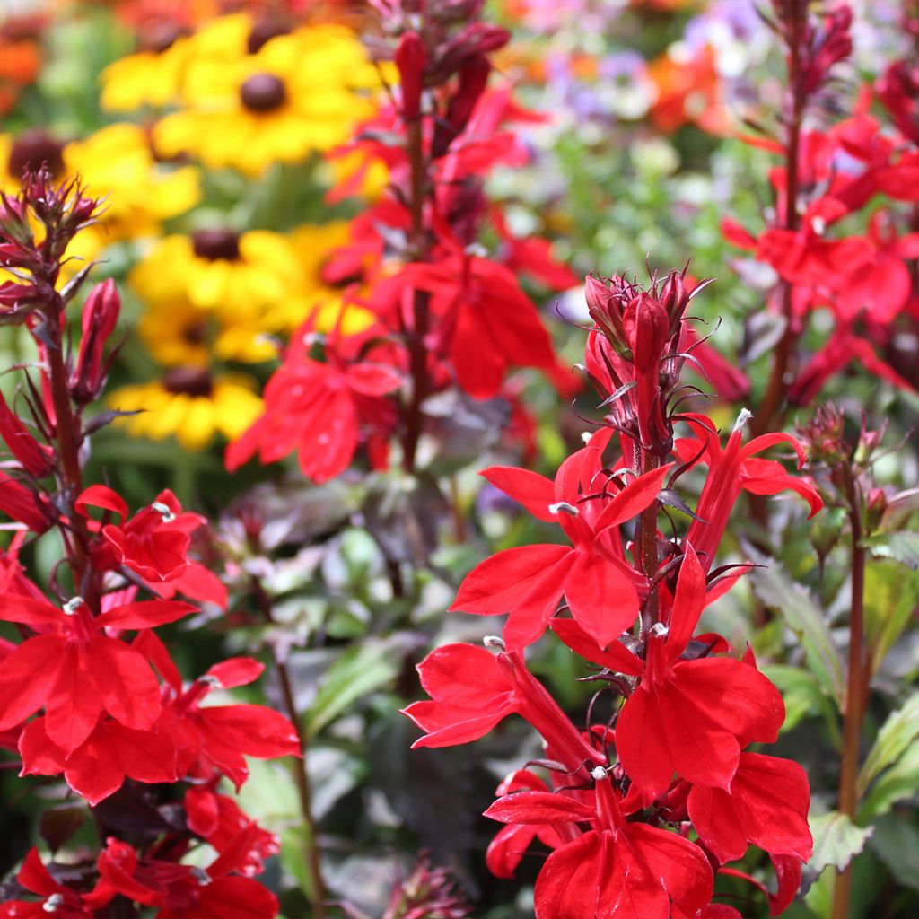 Prachtlobelie Starship Scarlet - Lobelia speciosa