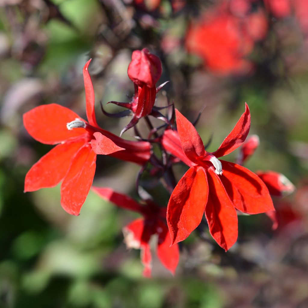 Lobelia speciosa Starship Scarlet