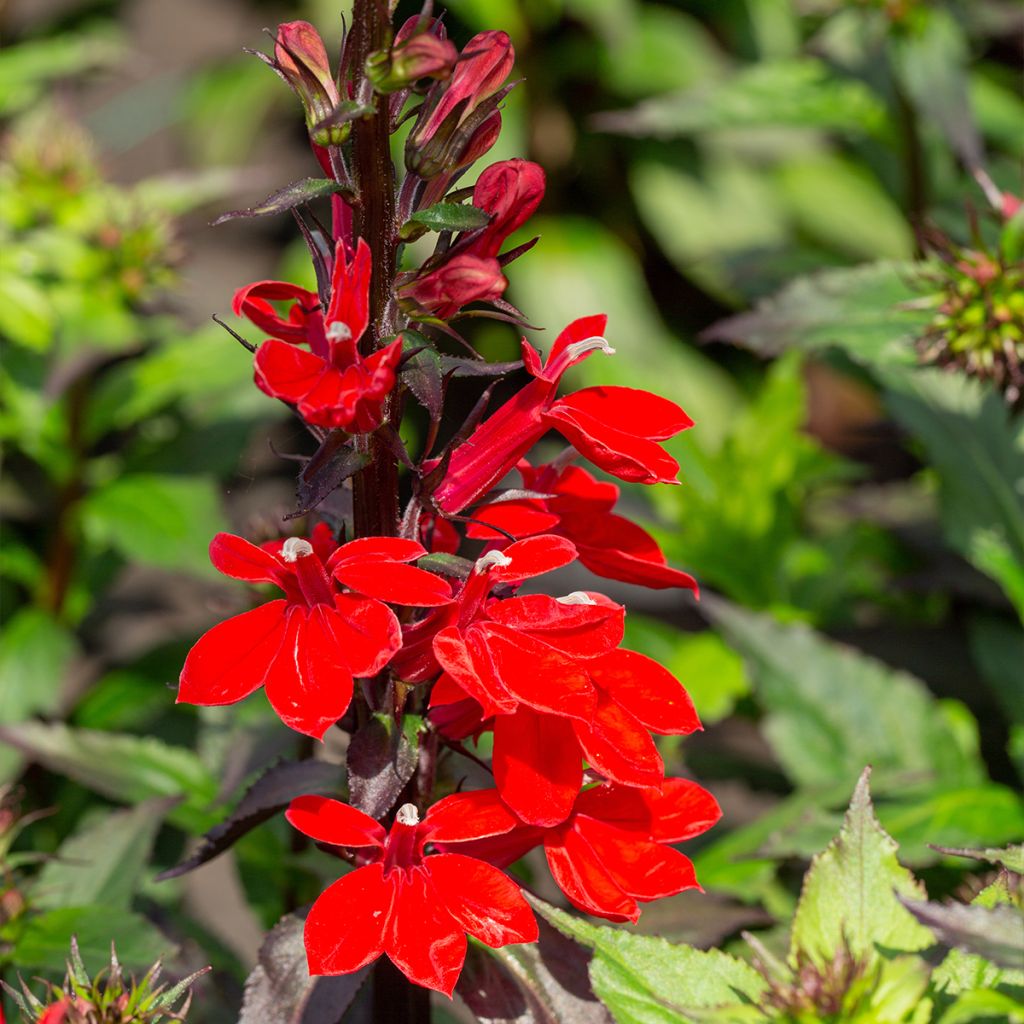 Lobelia speciosa Starship Scarlet