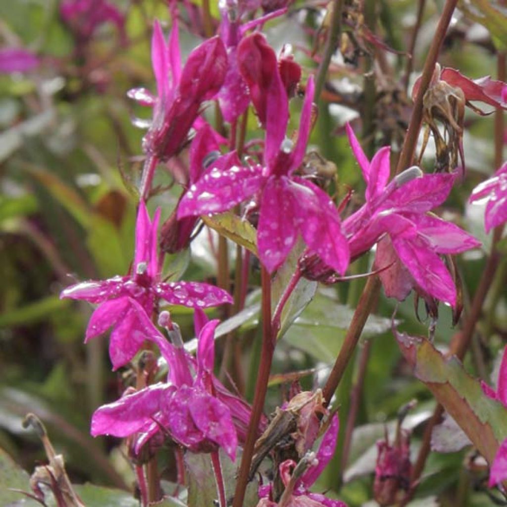 Prachtlobelie Tania - Lobelia speciosa