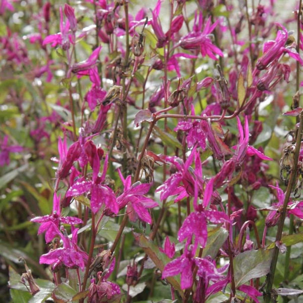 Lobelia speciosa Tania