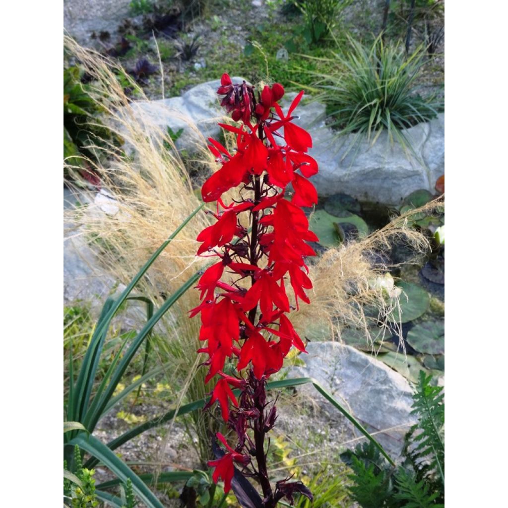 Stauden-Lobelie Queen Victoria - Lobelia fulgens