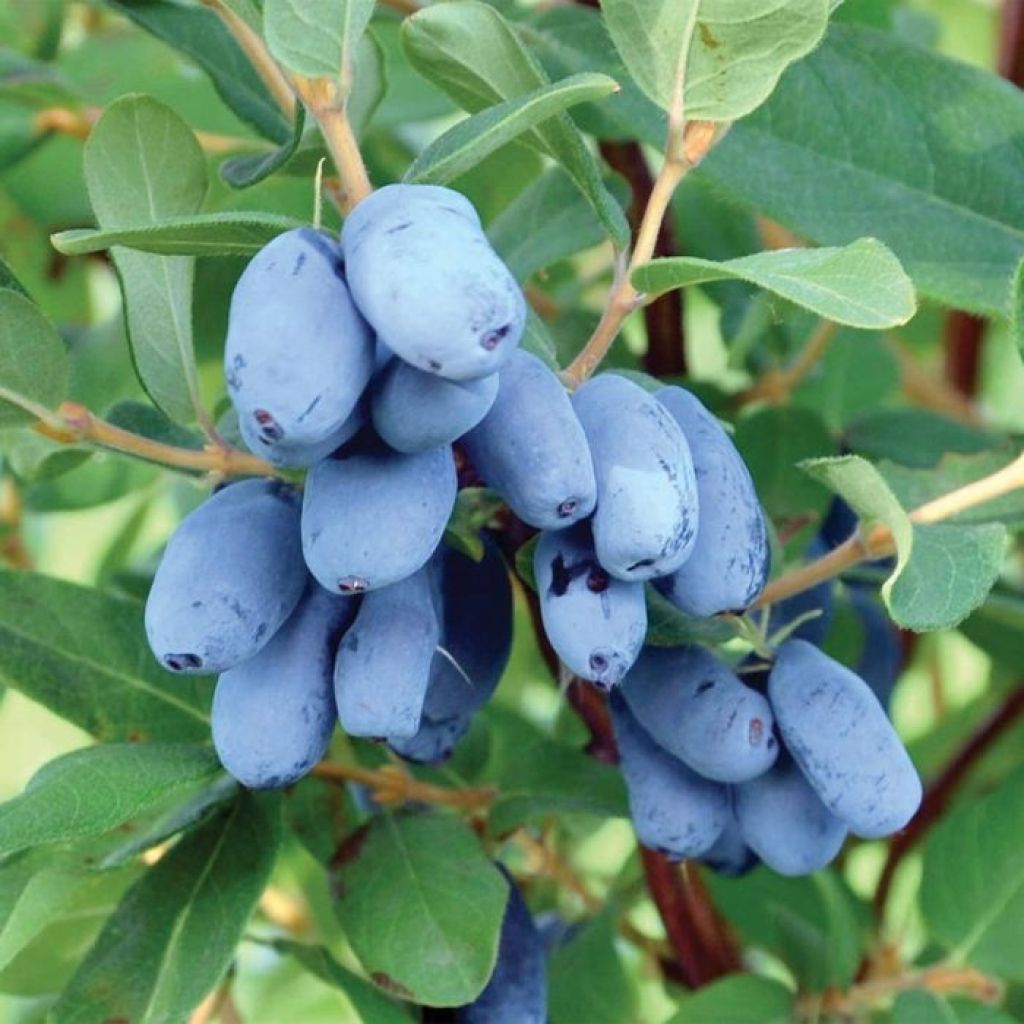 Heckenkirsche Boreal Beauty - Lonicera kamtschatica