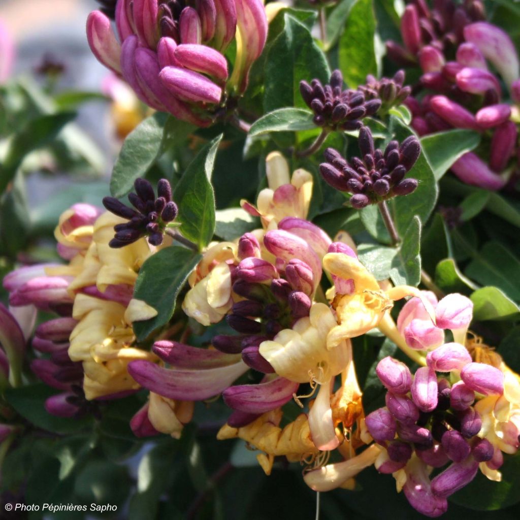 Lonicera periclymenum Chic et Choc - Wald-Geißschlinge