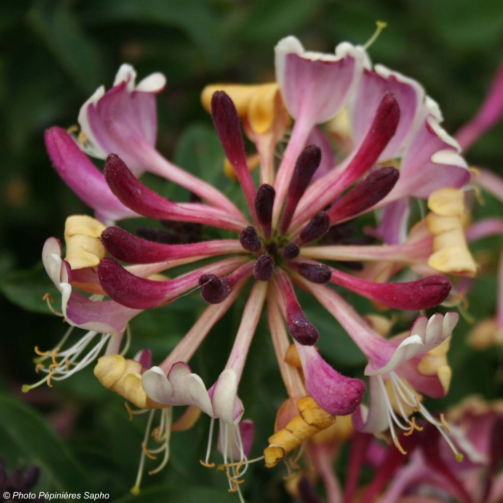 Lonicera periclymenum Chic et Choc - Wald-Geißschlinge