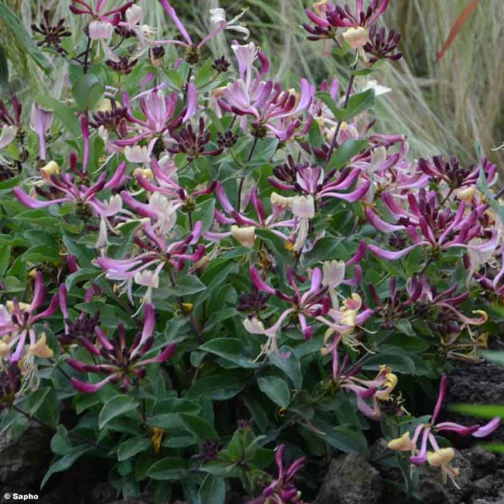 Lonicera periclymenum Chic et Choc - Wald-Geißschlinge