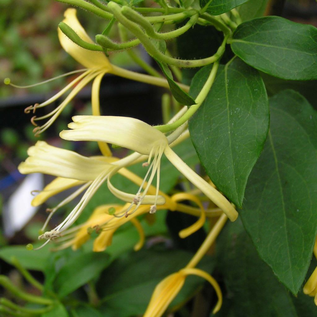 Lonicera similis var. delavayi - Schlingende Heckenkirsche