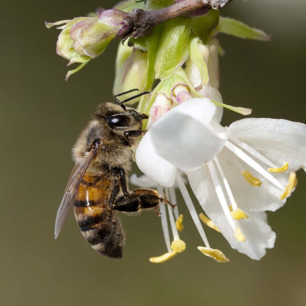 Lonicera fragrantissima - Wohlriechende Heckenkirsche