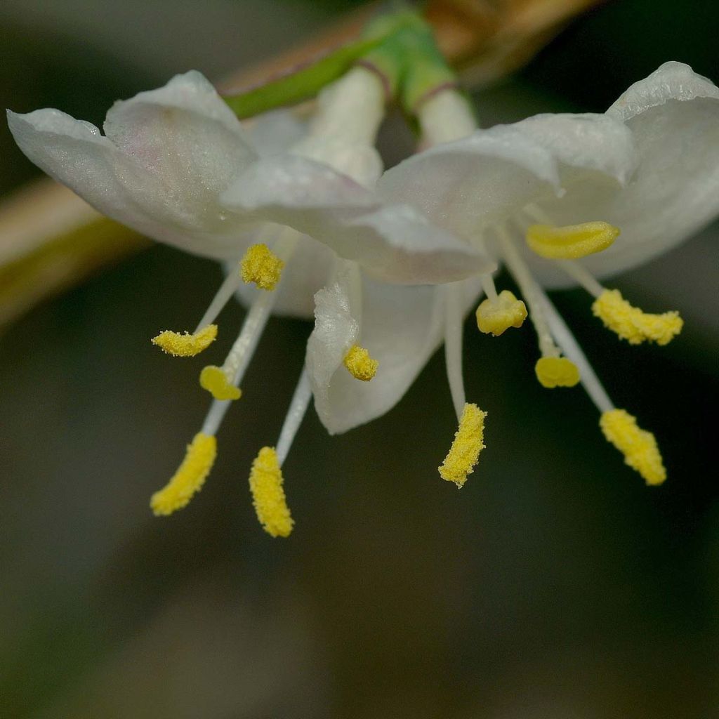 Lonicera fragrantissima - Wohlriechende Heckenkirsche