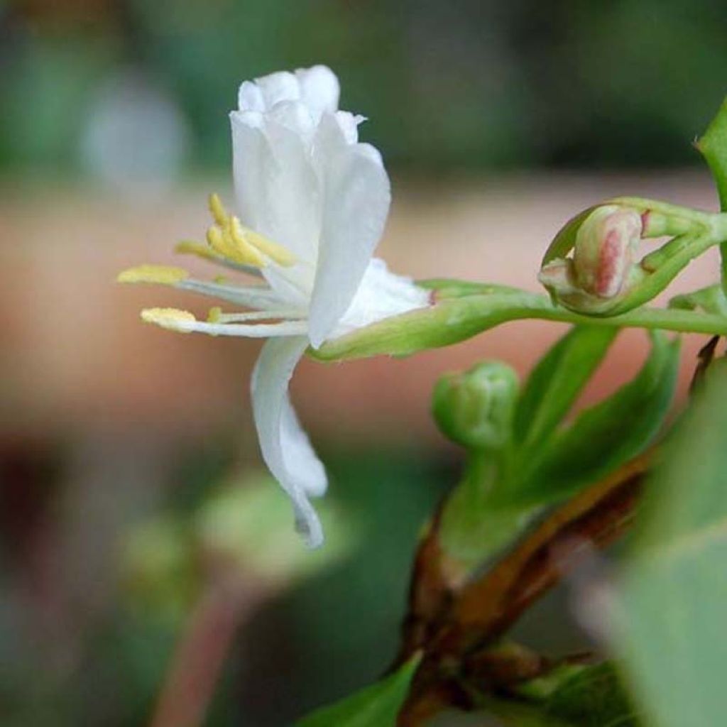 Lonicera fragrantissima - Wohlriechende Heckenkirsche