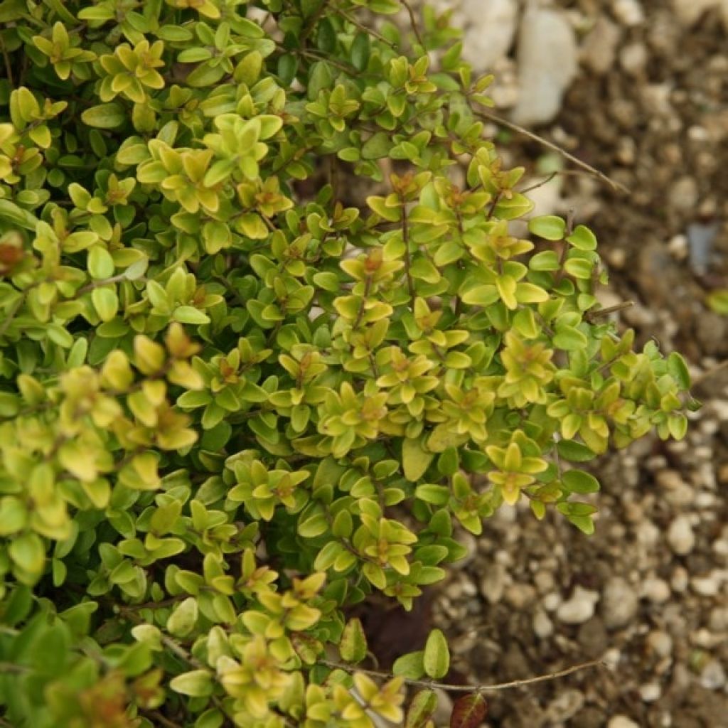 Lonicera nitida Baggesen's Gold - Heckenmyrte