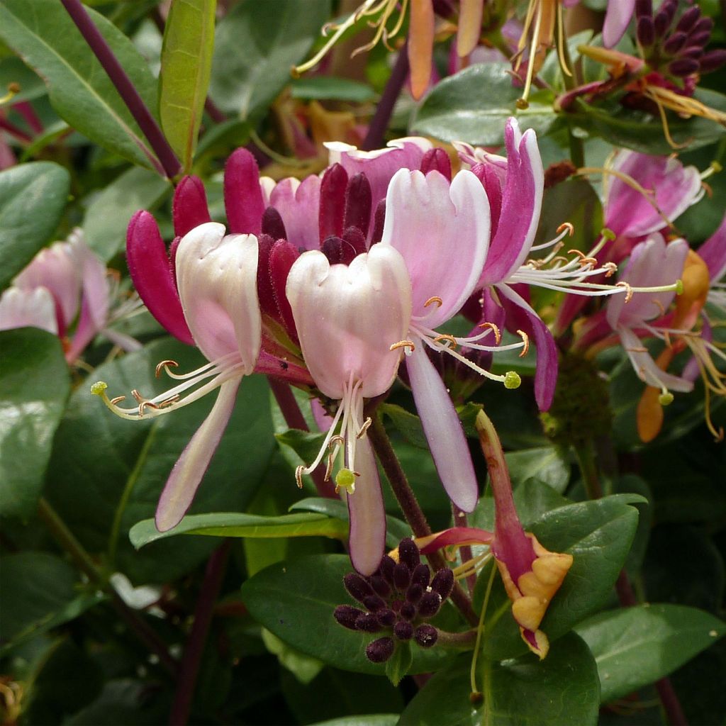 Chèvrefeuille des bois - Lonicera periclymenum Serotina