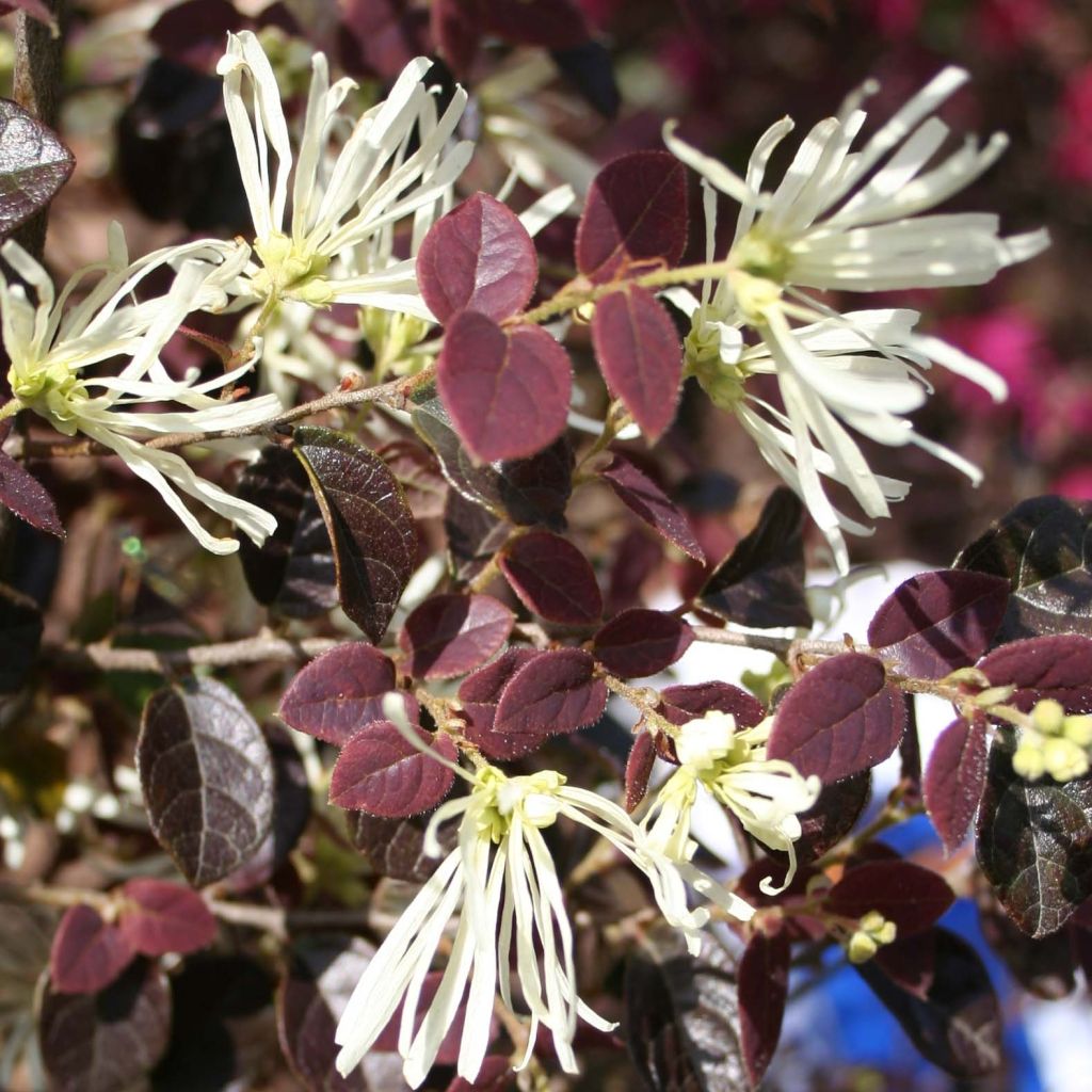 Loropetalum chinense Ruby Snow - Riemenblüte