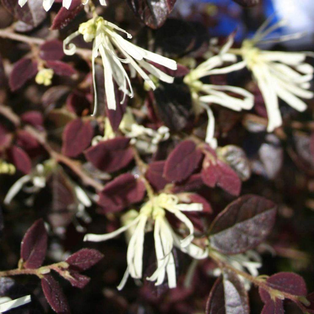 Loropetalum chinense Ruby Snow - Riemenblüte