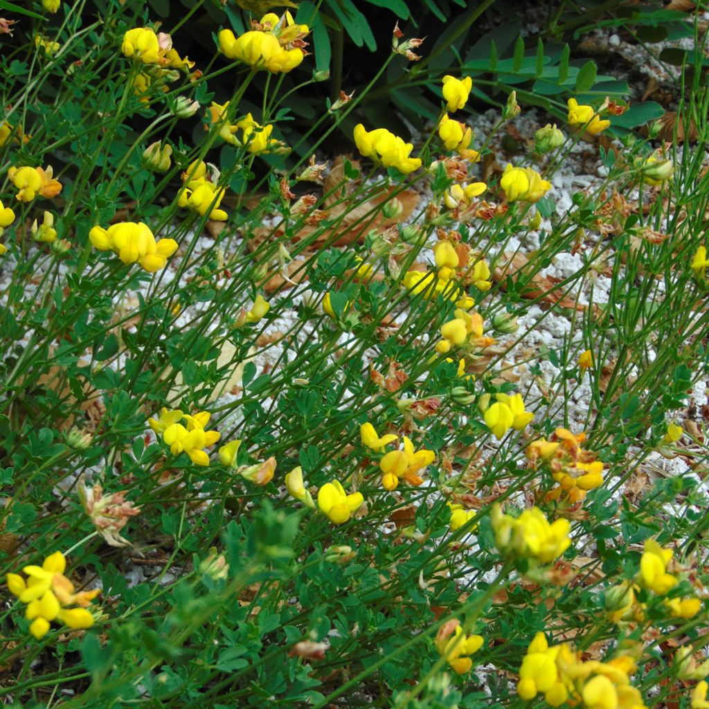 Lotier corniculé - Lotus corniculatus Graines