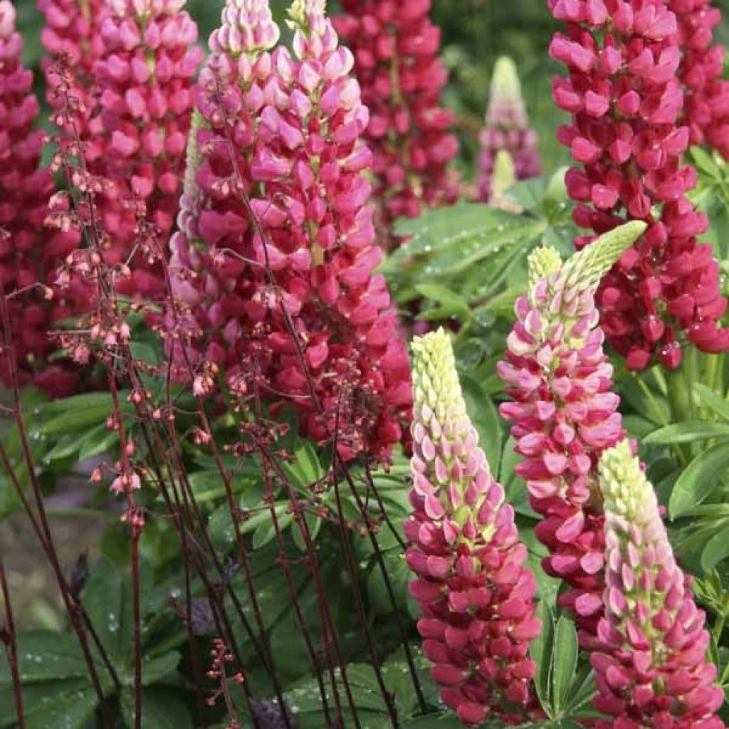 Staudenlupine Gallery Red