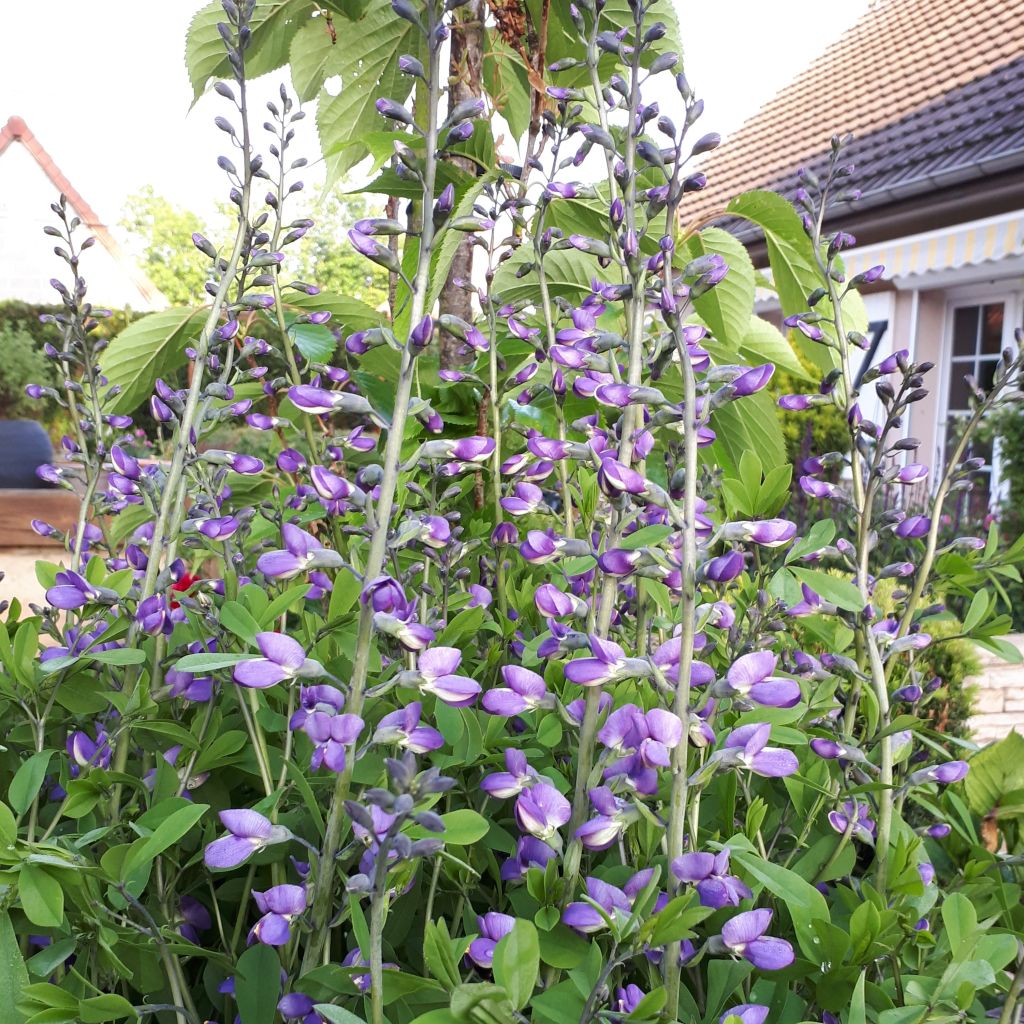 Baptisia Purple Smoke - Indigolupine