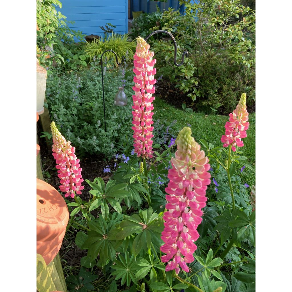 Staudenlupine The Châtelaine