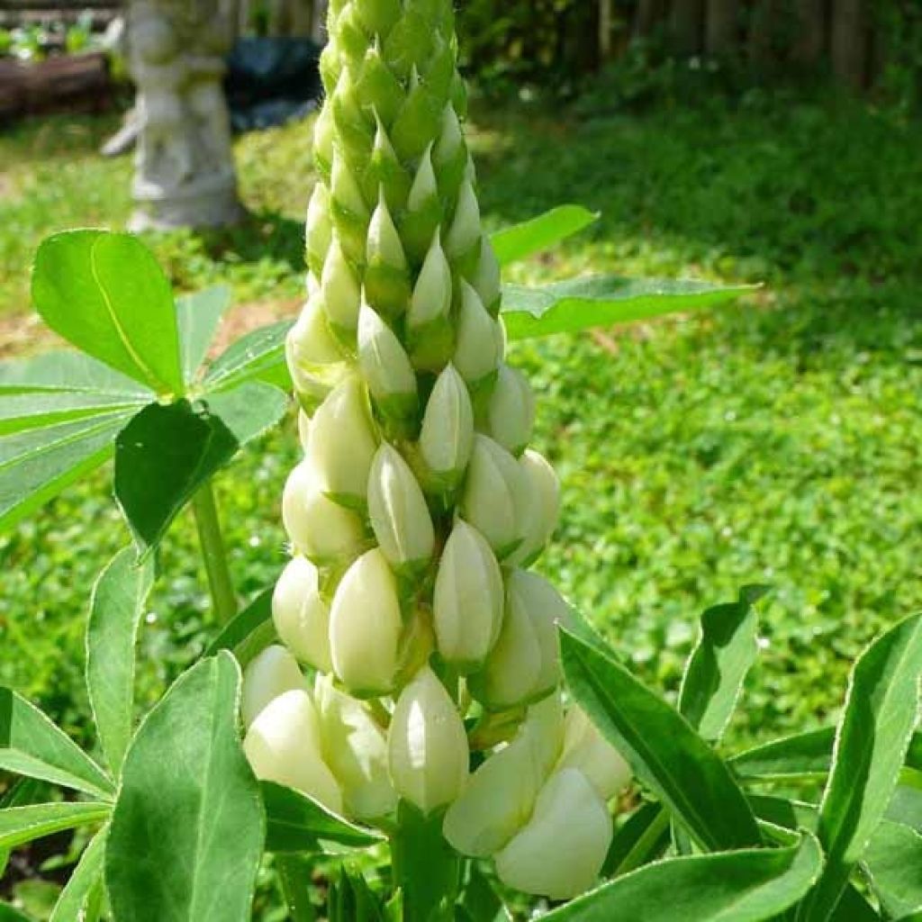 Staudenlupine Noblemaiden