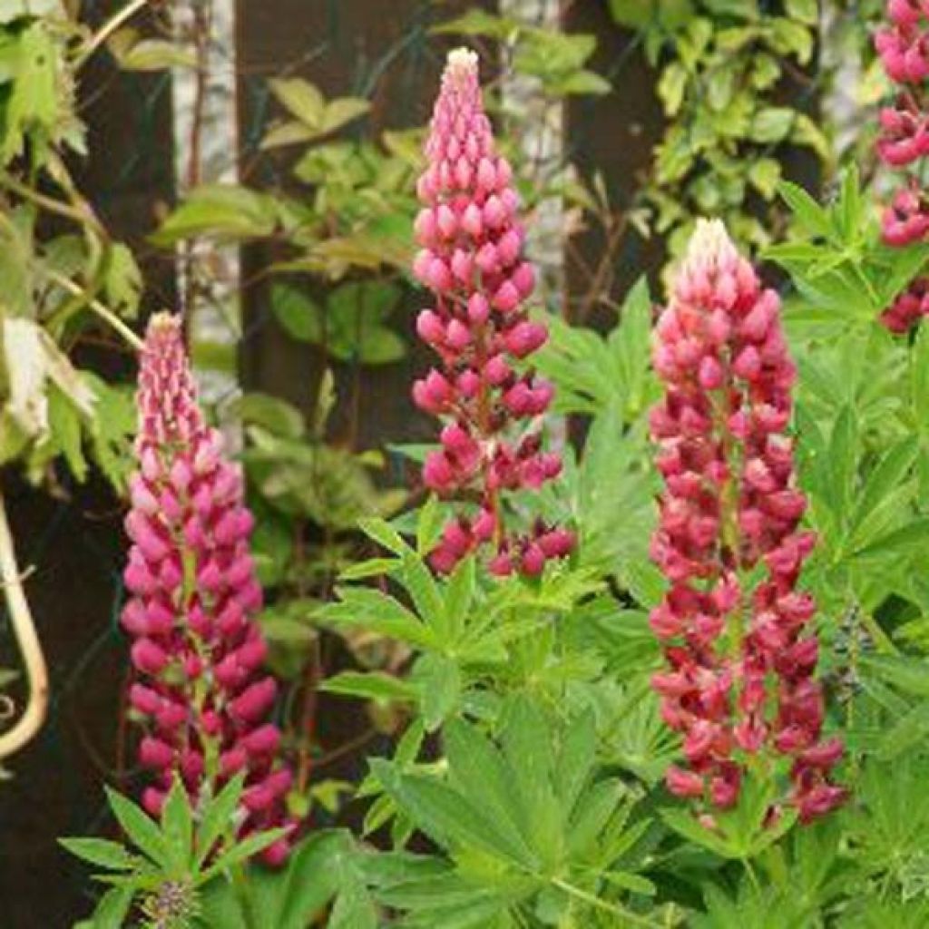 Staudenlupine Gallery Pink