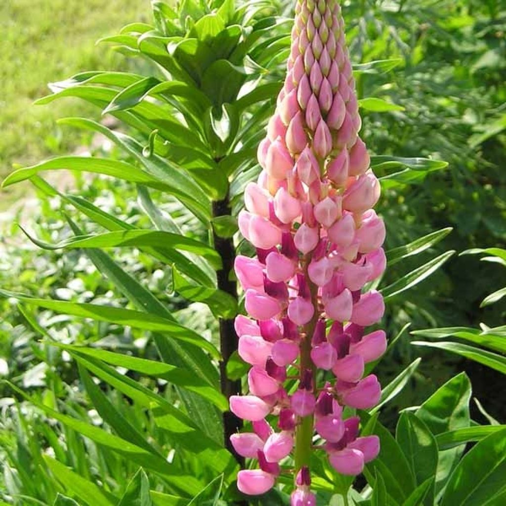 Staudenlupine The Châtelaine