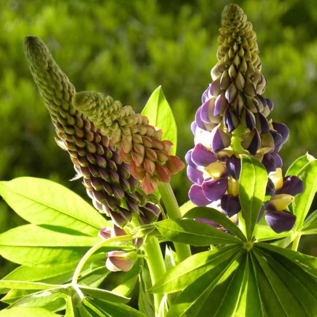 Staudenlupine West Country Manhattan Lights