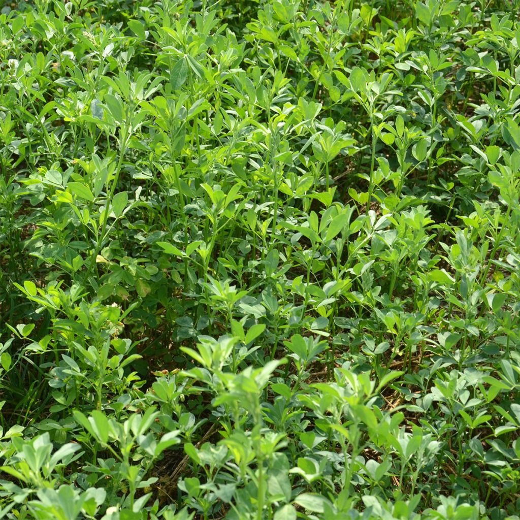 Luzerne Bio - Engrais vert - Ferme de Sainte Marthe