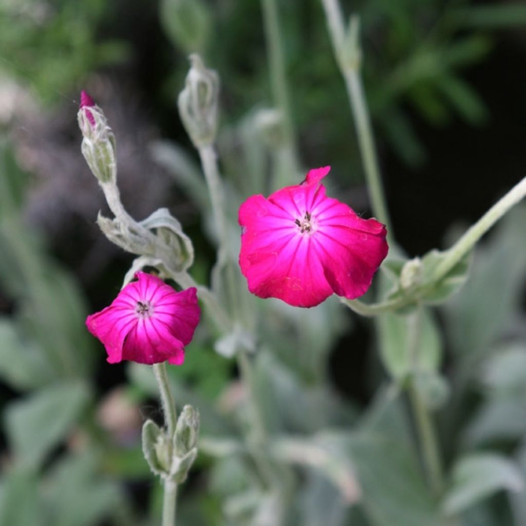 Kranz-Lichtnelke - Lychnis coronaria