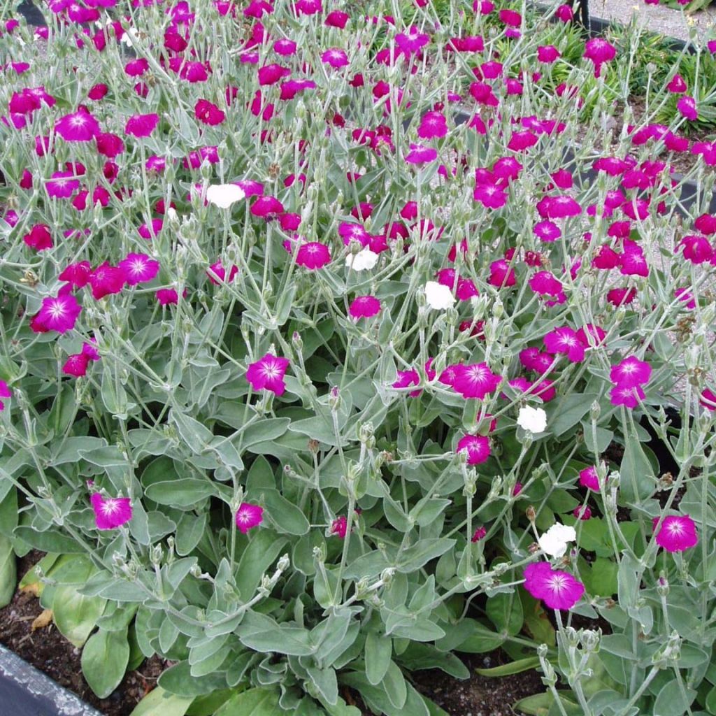 Lychnis coronaria - Coquelourde des Jardins