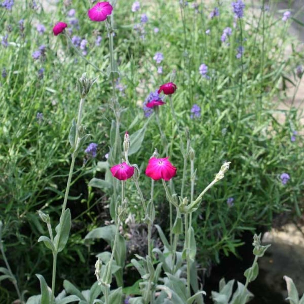 Kranz-Lichtnelke - Lychnis coronaria