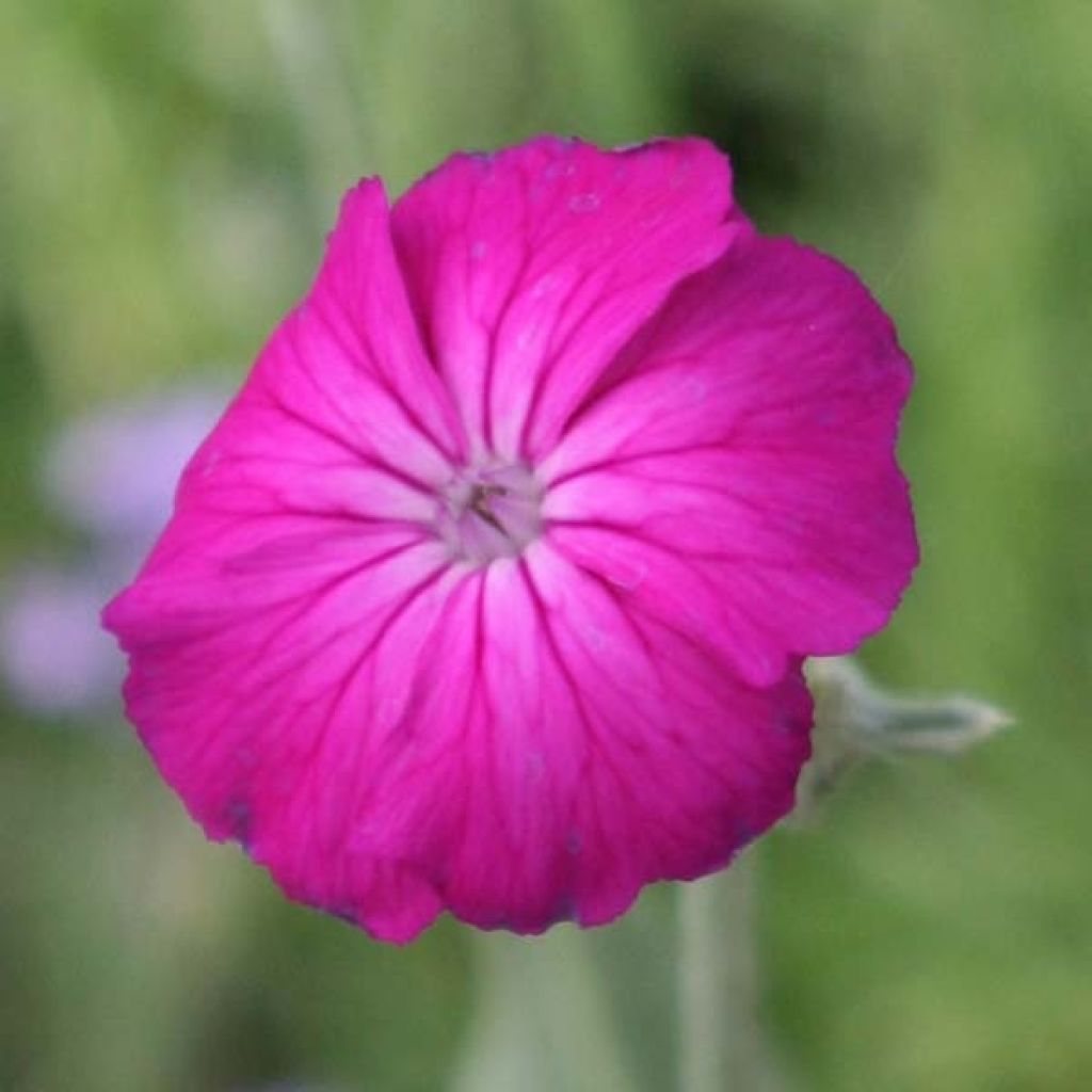 Kranz-Lichtnelke - Lychnis coronaria