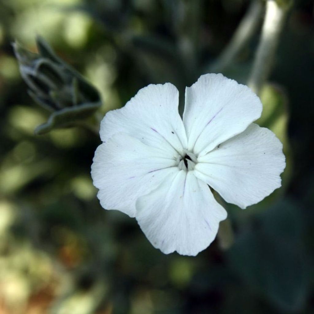 Lychnis coronaria Alba - Coquelourde des jardins blanche