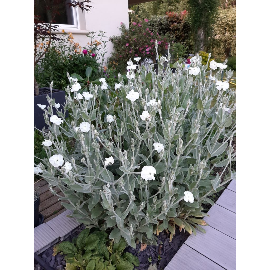 Kranz-Lichtnelke Alba - Lychnis coronaria