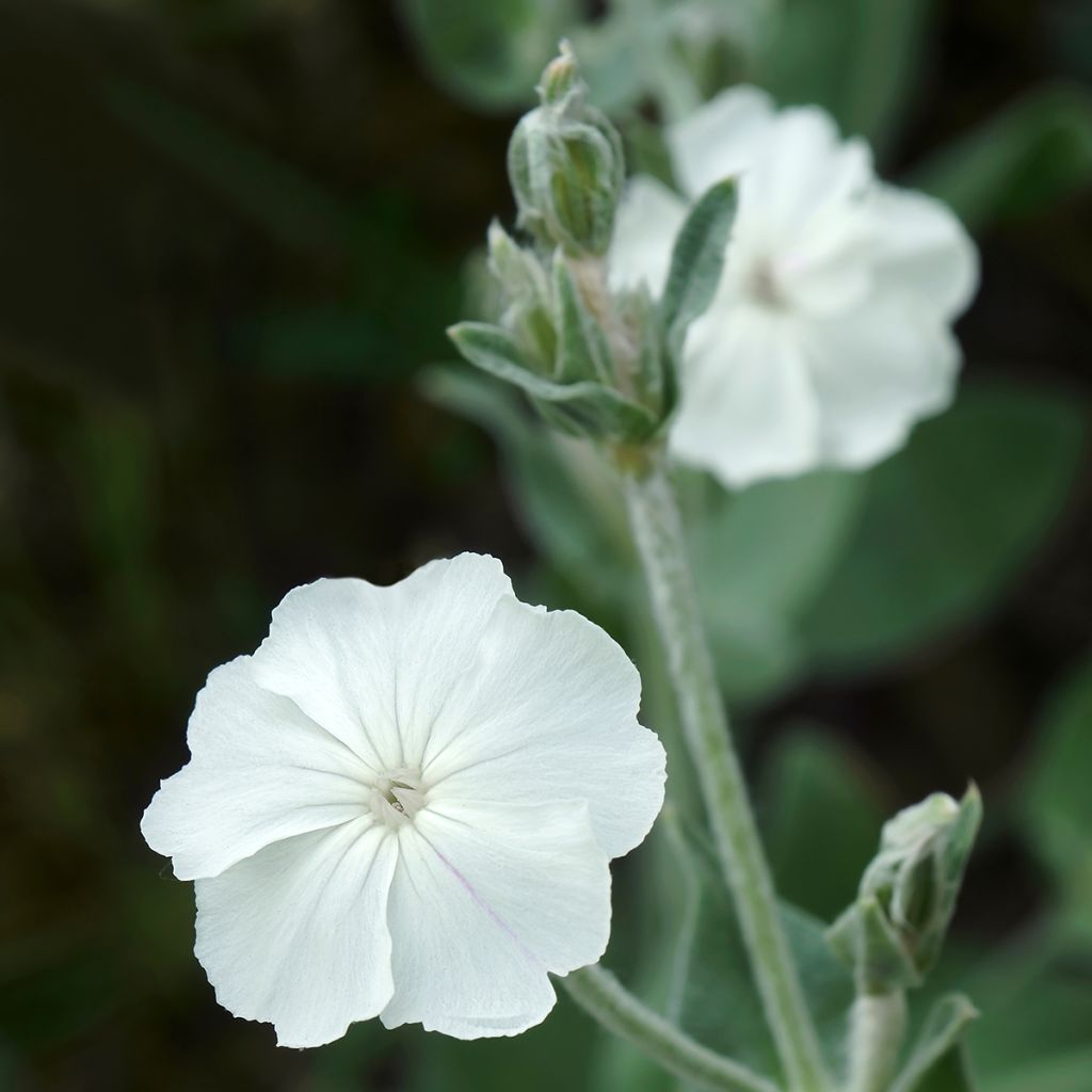 Kranz-Lichtnelke Alba - Lychnis coronaria