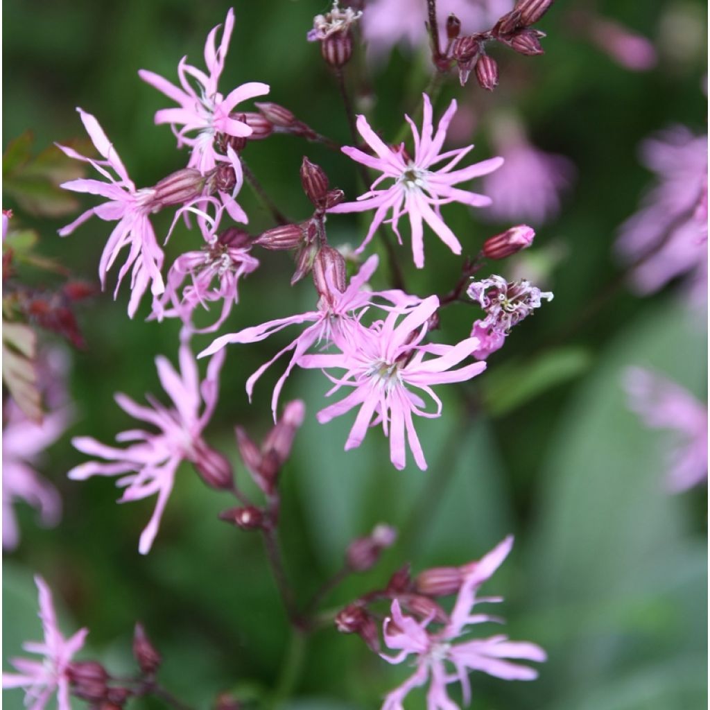 Kuckucks-Lichtnelke - Lychnis flos-cuculi